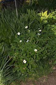 Image result for Ranunculus rionii