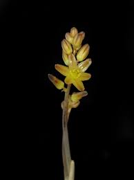 Image result for Senecio pachyrhizus