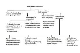 F Y B Sc Non Chordates Theory By Dr Vidhin Kamble