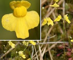 Image result for Utricularia subulata