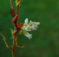 Image result for Cuscuta