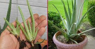 Eğer tropik bölgelerde yaşamıyorsanız, bir ev bitkisi olarak iç mekanlarda aloe vera yetiştirmek kolay. Sulamadan Cogaltmaya Adim Adim Aloe Vera Bakimi Yemek Com