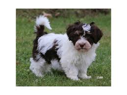 Havahug havanese puppies, is a michigan based havanese breeder of quality chocolate akc havanese dogs. Havanese Dog Male Chocolate White 2521430 The Barking Boutique