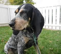 Everything you want to know about bluetick coonhounds including grooming, training, health problems, history, adoption, finding good. Bluetick Coonhound Breed Info Pics Personality Facts Doggie Designer