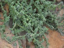 Image result for Coleus cylindraceus