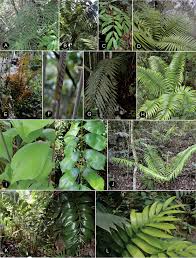 Image result for Zamiaceae