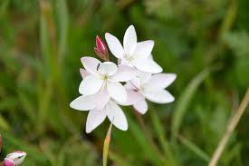 Image result for Nidorella spartioides