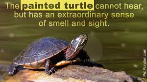 Wählen sie aus erstklassigen inhalten zum thema midland painted turtle in höchster qualität. What Do You Think The Lifespan Of A Painted Turtle Is Pet Ponder