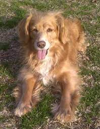 Golden Cocker Retriever Dog Breed Information And Pictures