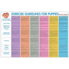 Age Appropriate Exercise Poster Puppy Culture