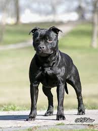 Staffordshire Bull Terrier