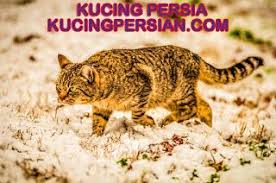 Bolehkah memberikan air kelapa untuk bayi? Fakta Mengejutkan Air Kelapa Untuk Kesehatan Kucing Kucingpersian Adopsi Kucing Kucing Air Kelapa