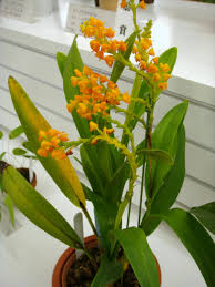 Image result for Polystachya melanantha