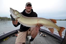 Muskellunge fish, muskie fish, muskie fishing technics, fishing muskellunge methods and tricks, also known as muskelunge, muscallonge, milliganong, maskinonge, muskie, musky. Musky Fishing 101 All You Need To Know About The Fish Of 10 000 Casts