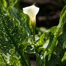 Image result for Zantedeschia aethiopica