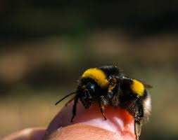 Bumble bees and carpenter bees have smooth stingers and are capable of stinging multiple times without dying. How To Get Rid Of Bumble Bees Outside Of Your House On Your Own