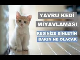 Yavru Kedi Sesi Kedinize Dinletin Bakin Ne Olacak Youtube