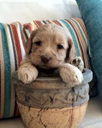 Who will be reared in our busy family home, so you can be assured they are well socialised with young children and other dogs. Labradoodles For Sale In Muskoka Ontario Puppy Heaven Labradoodles