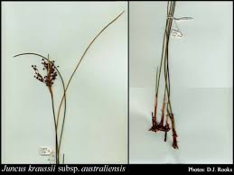 Image result for Juncus kraussii