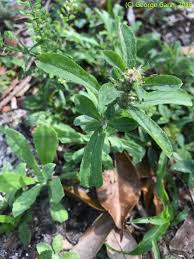 Image result for Gnidia virescens