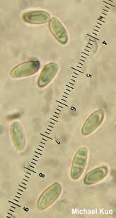 Image result for Suillus wasatchicus