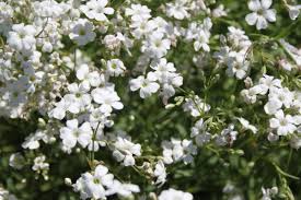 Bewertet mit 4.52 von 5, basierend auf 27 kundenbewertungen. Gypsophila Repens Filou White Lubera De