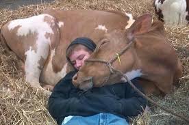 * it's been a wild year everybody, i'll be announcing that we'll be holding a contest for the best cows sitting like dogs photos! 21 Reasons Why Cows Are Basically Just Really Big Dogs
