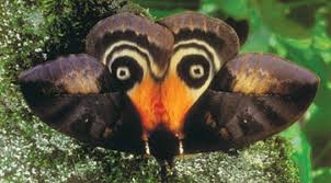 Find more ways to say mimicry, along with related words, antonyms and example phrases at thesaurus.com, the world's most trusted free thesaurus. Cicadas Might Have Given Rise To A Form Of Batesian Mimicry In Citheronia Azteca