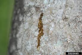 Image result for Scleria delicatula