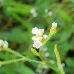 Image result for Persicaria strigosa