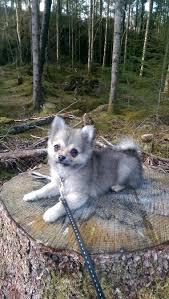 Click here to return to the chihuahua mixes page. Pomeranian Chihuahua Mix Puppy 3 Months Old Louie Pomeranian Chihuahua Mix Puppies Puppies Mixed Puppies