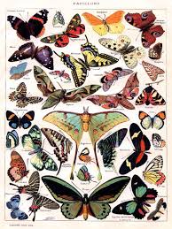 Vintage Poster Butterflies Papillon Room Art Decor Home