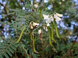 Image result for Tephrosia linearis