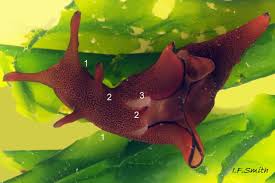 Image result for Isoglossa punctata