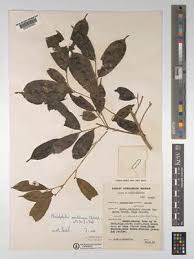 Image result for Rhabdophyllum welwitschii