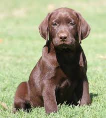 We did not find results for: Labrador Retriever