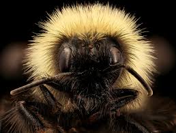 Image result for Bombus flavidus