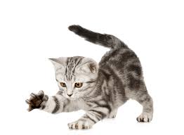 Download · cat images & pictures · animals images & pictures. Kitten Altersgruppe Katzenfutter Happy Cat