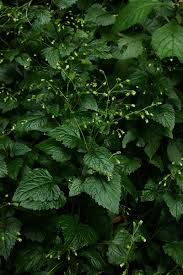 Image result for Adenostemma mauritianum