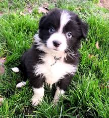 Il servit d'abord comme chien de travail mais ce sont sa beauté ainsi que ses habiletés pour la chasse qui le distinguèrent éventuellement des border colee a vendre noir et blanc,,,avec carnet de santé….prix a discuter… Chiot Elevage Du Paradis Des P Tits Cracks Eleveur De Chiens Border Collie Agility Dressage Beaute