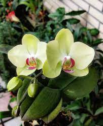 Orchids Orchid Flower Flowers Orchid Orchidsworlds Orchids Anggrek Bungaanggrek Flowers Orchids Plants