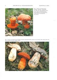 Image result for Cryptosepalum maraviense