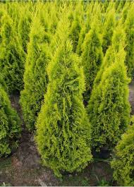 Buy arborvitaes online with delivery right to your door. Grobe S Nursery And Garden Centre Evergreens M