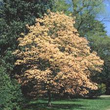 Image result for Aeollanthus neglectus