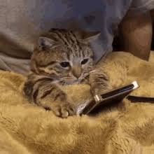 Https Encrypted Tbn0 Gstatic Com Images Q Tbn And9gctyz04lwtcfnscb6dkphgc80nwktyncrf3w G Usqp Cau