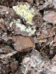 Several different types of fungi may cause small, yellow mushrooms to grow in the soil of a houseplant. Help What S In My Potting Soil Yellow Mold Yellow Fuzzy Balls Miracle Grow Potting Mix Whatsthisplant