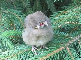 Summer is the season when the baby bird shows. Siamese Twin Baby Bird On The Loose Featured Creature