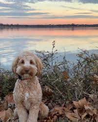 Profile for Sam Claussen, Compass Real Estate