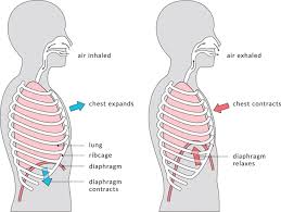 Cclinical test, rresearch test, oomim, ggenereviews, vclinvar. Rib Flare Is A Common Compensation Pattern That Could Be Setting You Up For Injury Learn What It Is And How To P Ribbed Flares Relaxation Exercises Prevention