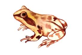 Download Watercolor Frog Svg Cut File By Creative Fabrica Crafts Creative Fabrica PSD Mockup Templates